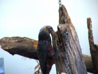 Albums/20060200-New Zealand 2006/20060314-Dunedin/39